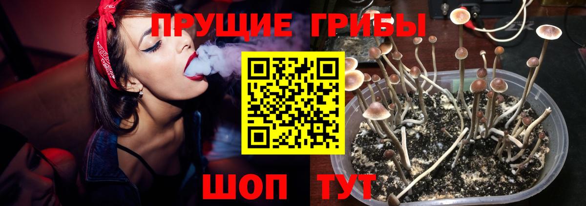 Сальск  купить   Вход с VPN  Псилоцибиновые грибы мицелий 